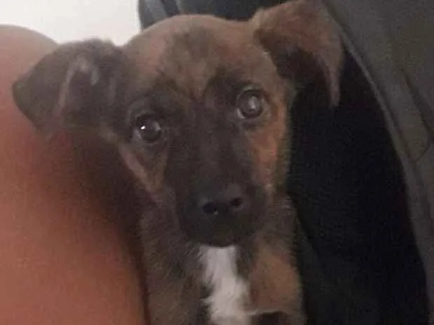 Cachorro ra a Vira lata idade 2 a 6 meses nome Sem nome