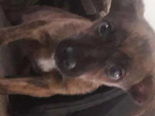 Cachorro ra a Vira lata idade 2 a 6 meses nome Sem nome