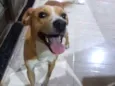 Chico