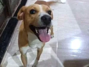 Cachorro raça Vira lata idade 2 anos nome Chico