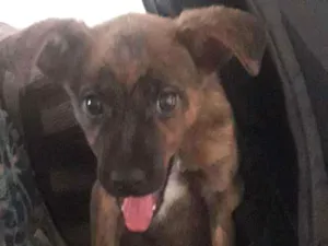 Cachorro raça Vira lata idade 2 a 6 meses nome Sem nome