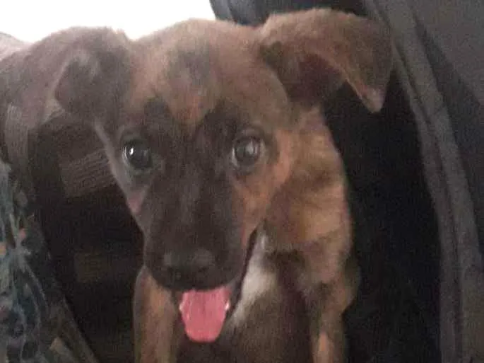 Cachorro ra a Vira lata idade 2 a 6 meses nome Sem nome
