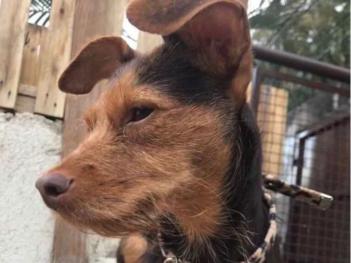 Cachorro ra a SRD  idade  nome Margot
