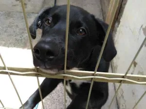 Cachorro raça SRD idade 7 a 11 meses nome Zeus