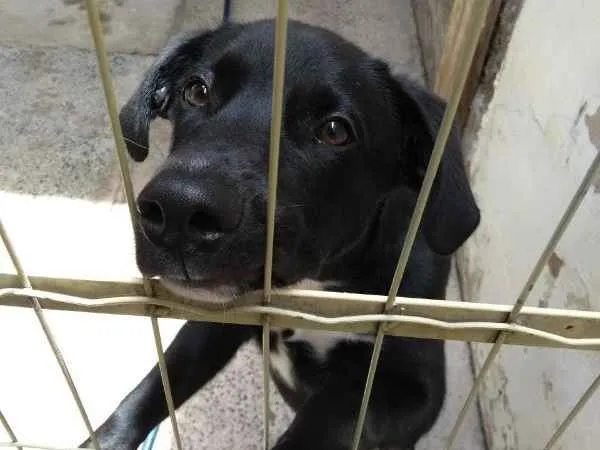 Cachorro ra a SRD idade 7 a 11 meses nome Zeus