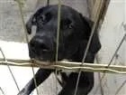 Cachorro raça SRD idade 7 a 11 meses nome Zeus