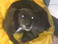 Cachorro ra a Vira Lata idade 6 ou mais anos nome Polly