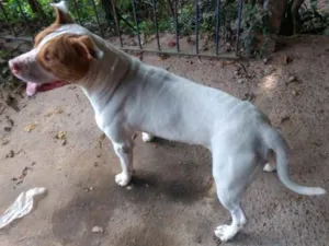 Cachorro ra a Pit-Bull idade 2 anos nome PIT EMBU DAS ARTES