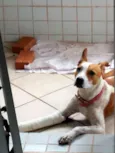 Margarida