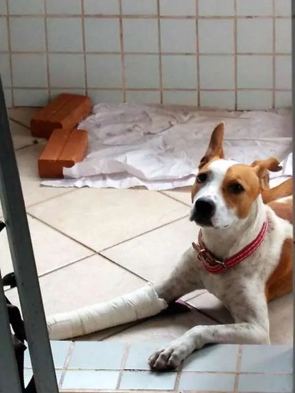 Cachorro raça SRD idade 3 anos nome Margarida
