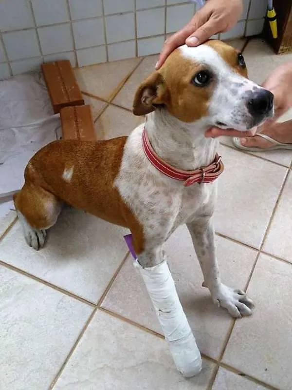 Cachorro raça SRD idade 3 anos nome Margarida
