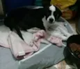 Pitica 