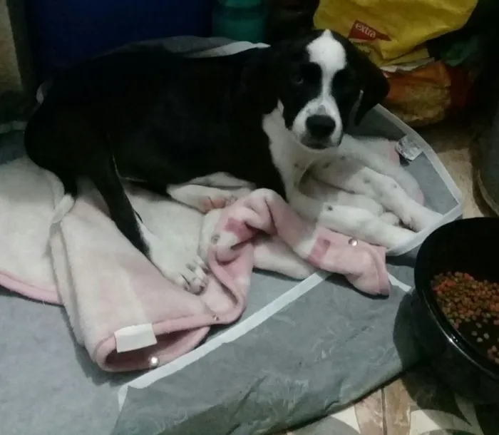 Cachorro ra a SRD  idade 2 a 6 meses nome Pitica 