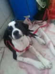 Pitica 