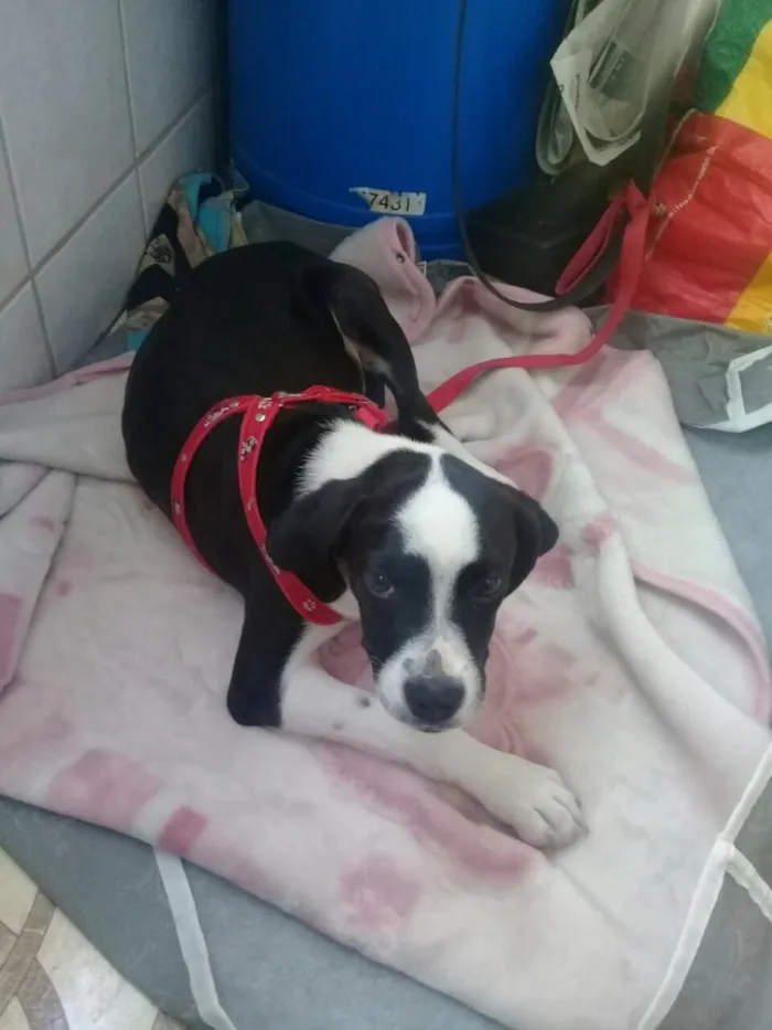 Cachorro ra a SRD  idade 2 a 6 meses nome Pitica 