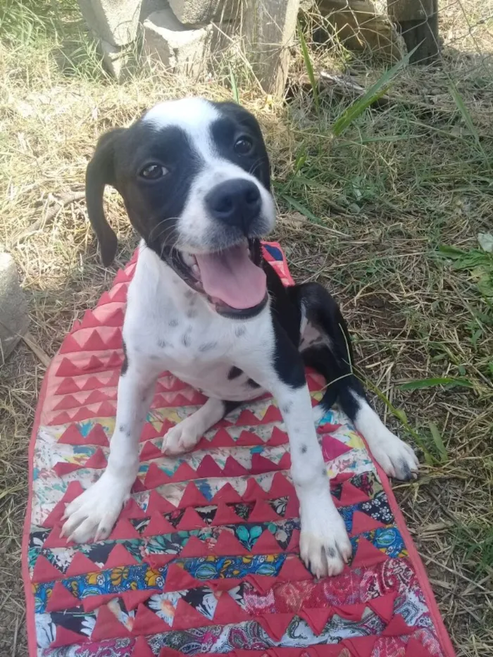 Cachorro ra a SRD  idade 2 a 6 meses nome Pitica 