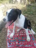 Pitica 