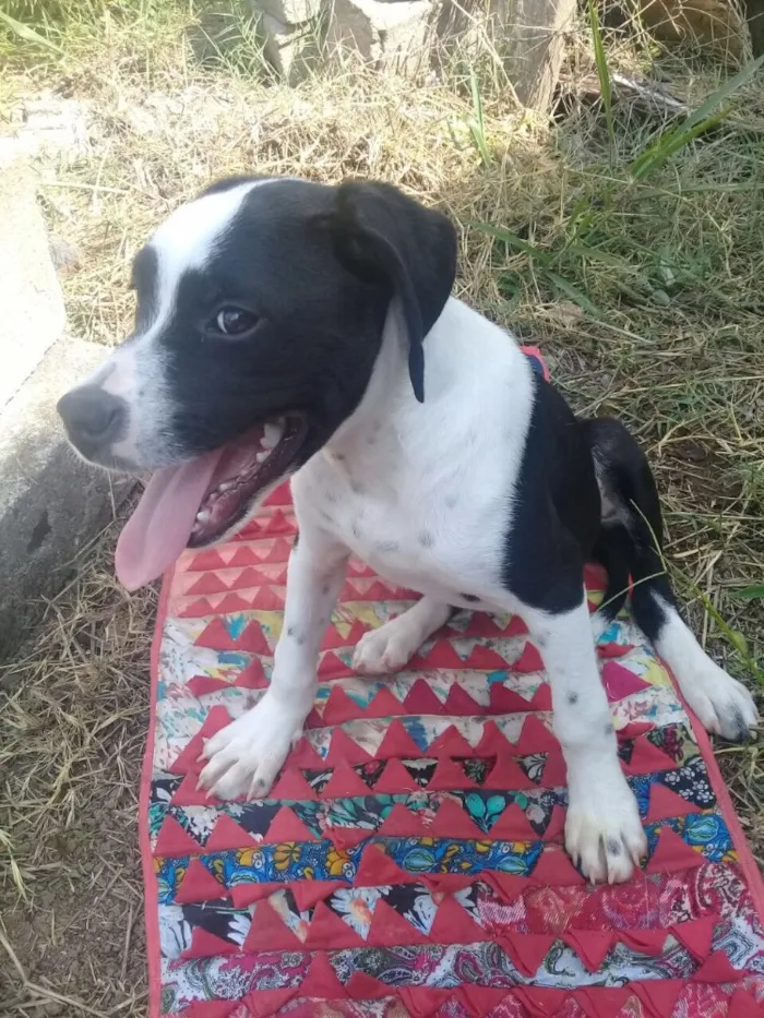 Cachorro ra a SRD  idade 2 a 6 meses nome Pitica 