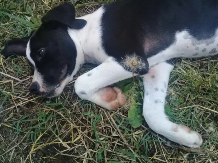 Cachorro ra a SRD  idade 2 a 6 meses nome Pitica 