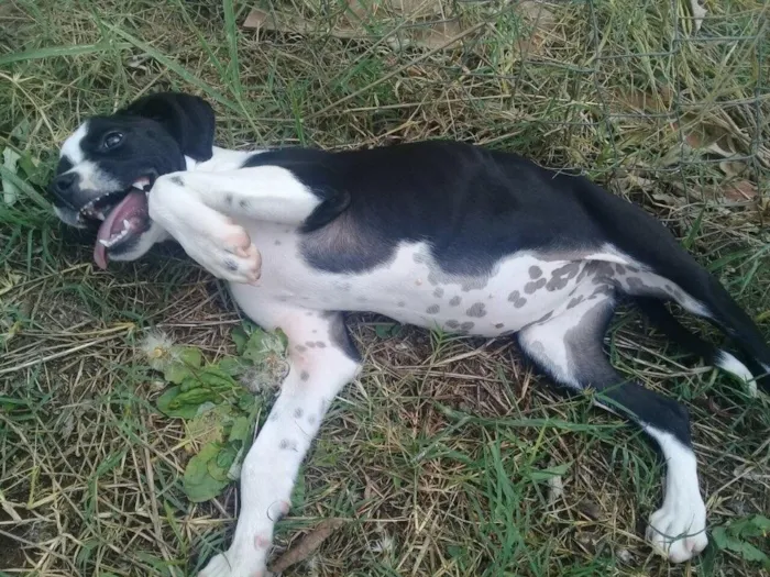 Cachorro ra a SRD  idade 2 a 6 meses nome Pitica 