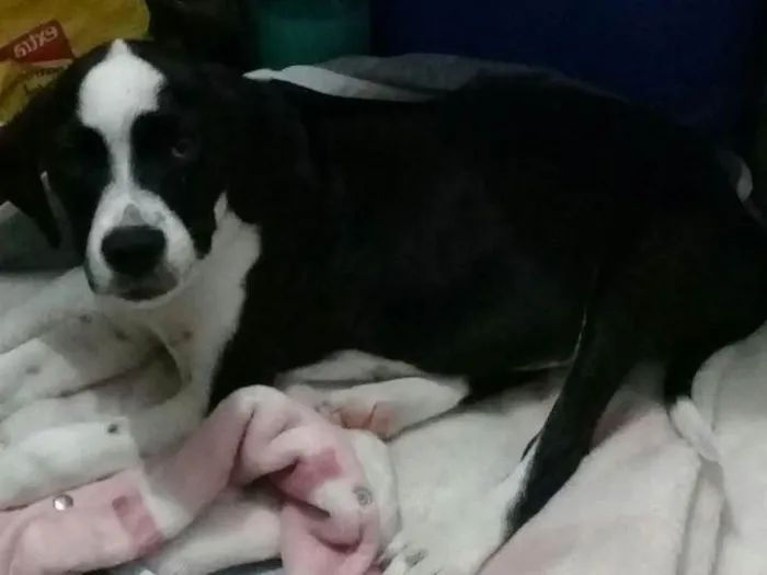 Cachorro ra a SRD  idade 2 a 6 meses nome Pitica 