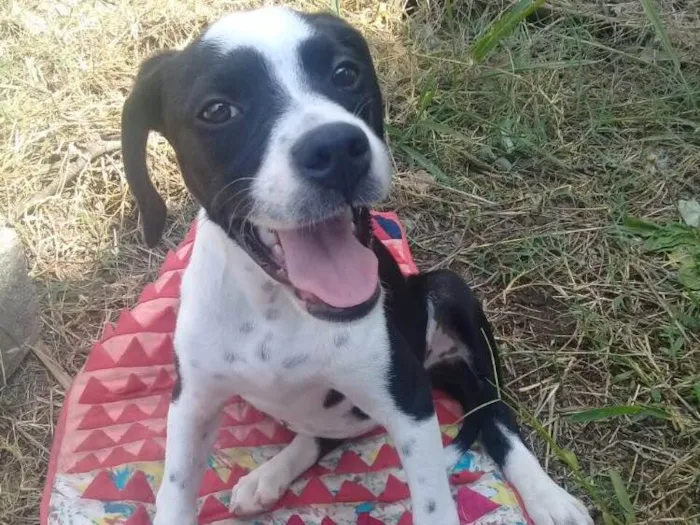 Cachorro ra a SRD  idade 2 a 6 meses nome Pitica 