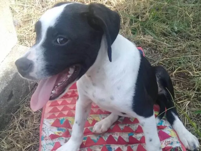Cachorro ra a SRD  idade 2 a 6 meses nome Pitica 