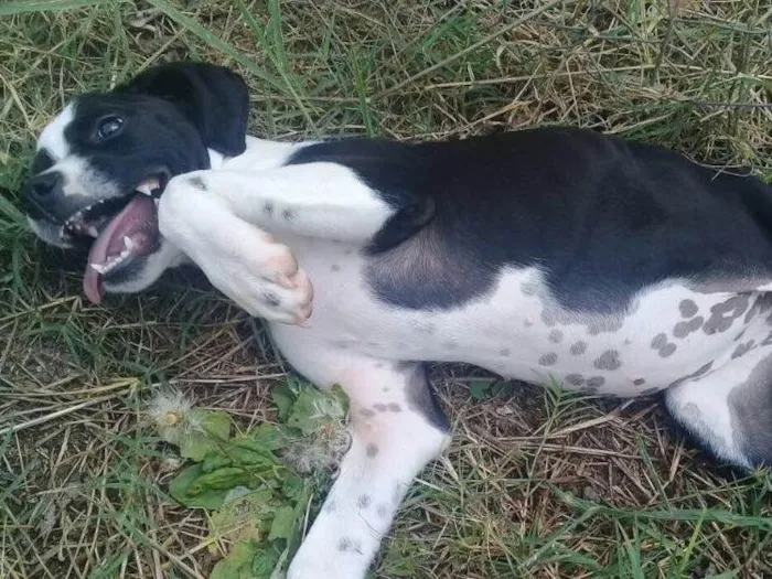 Cachorro ra a SRD  idade 2 a 6 meses nome Pitica 