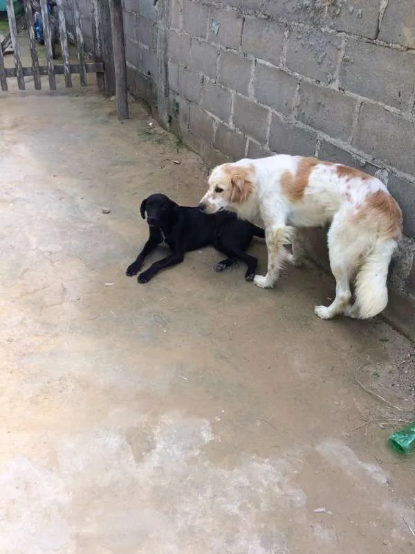 Cachorro raça nao sei idade 1 ano nome sem nome