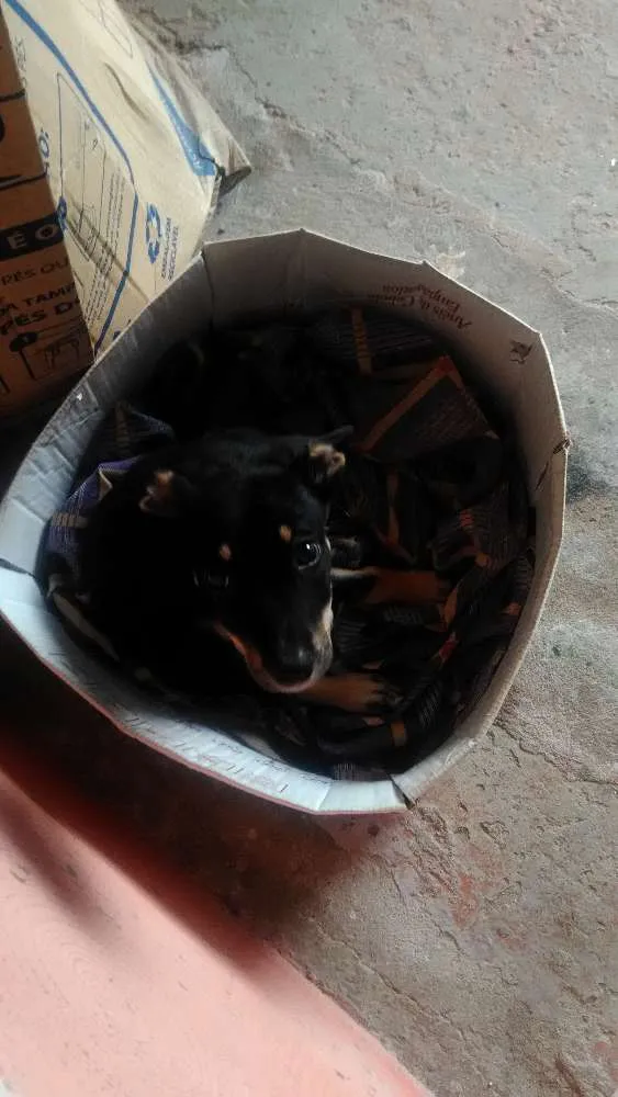 Cachorro ra a Srd idade 2 a 6 meses nome Tobby 