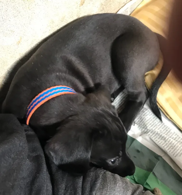 Cachorro ra a SRD idade  nome Tuka