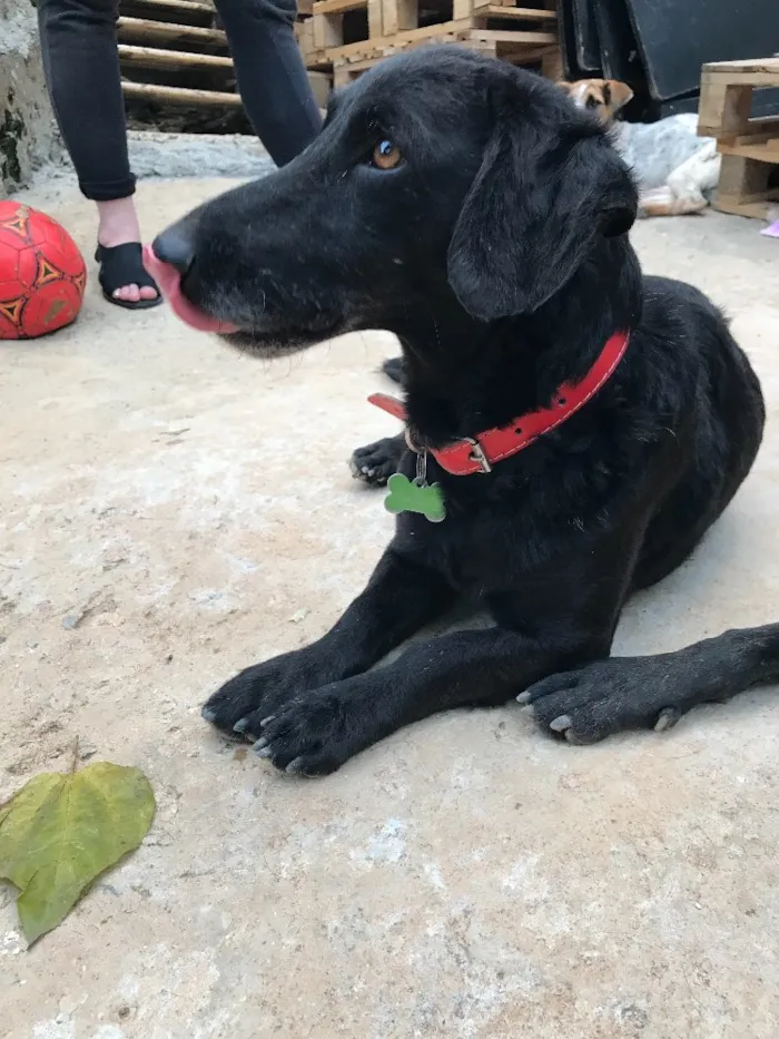 Cachorro ra a SRD idade  nome Black