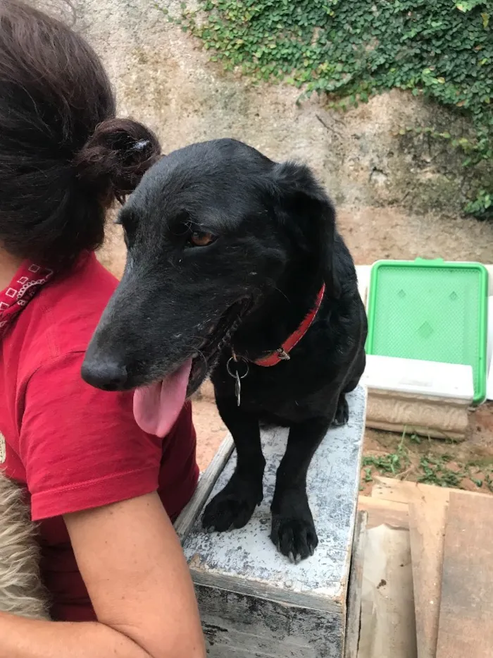 Cachorro ra a SRD idade  nome Black