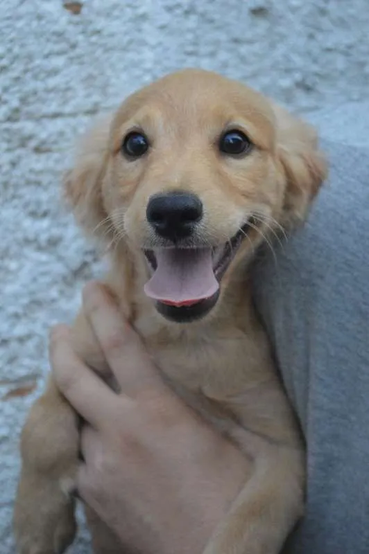 Cachorro ra a SRD idade 2 a 6 meses nome Didi