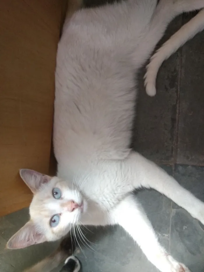 Gato ra a Srd idade 1 ano nome Floquinho 