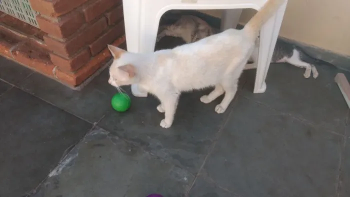 Gato ra a Srd idade 1 ano nome Floquinho 