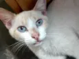 Floquinho 