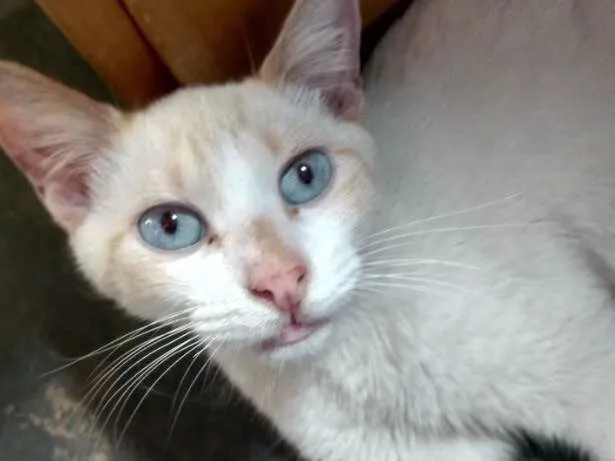 Gato ra a Srd idade 1 ano nome Floquinho 