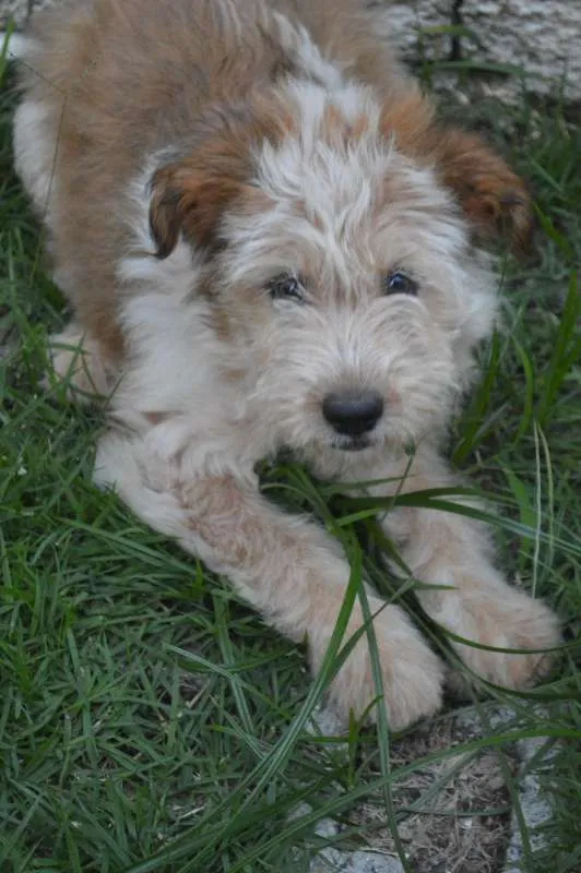Cachorro ra a SRD idade 2 a 6 meses nome Tetê