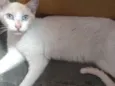 Floquinho 