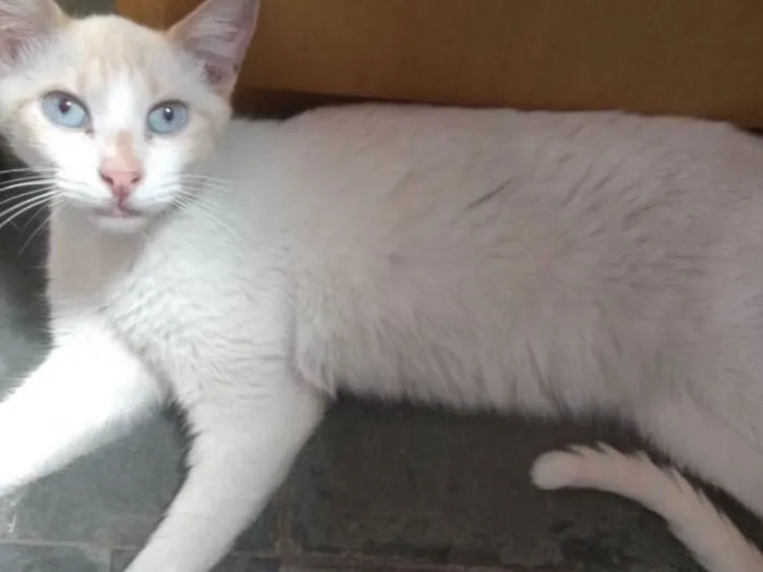 Gato ra a Srd idade 1 ano nome Floquinho 