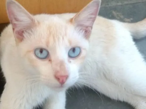 Gato ra a Srd idade 1 ano nome Floquinho 