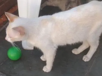 Gato ra a Srd idade 1 ano nome Floquinho 