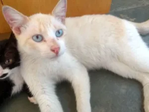 Gato raça Srd idade 1 ano nome Floquinho 