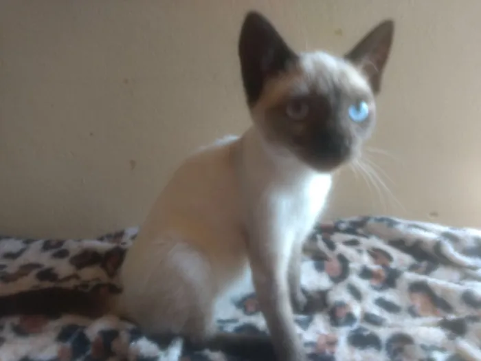 Gato ra a  idade Abaixo de 2 meses nome Amora