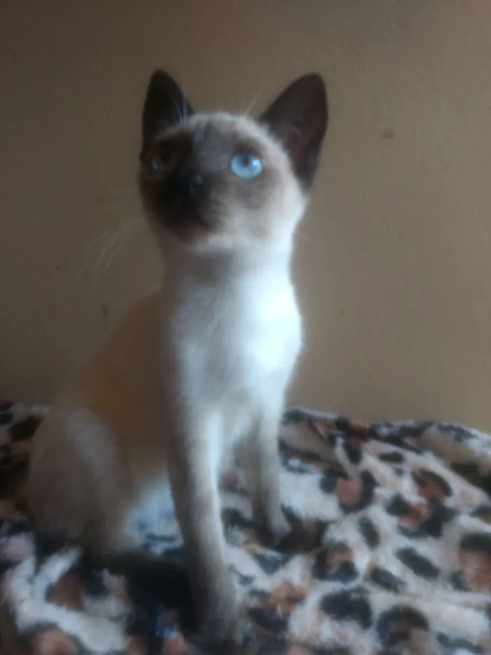 Gato ra a  idade Abaixo de 2 meses nome Amora