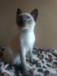 Amora