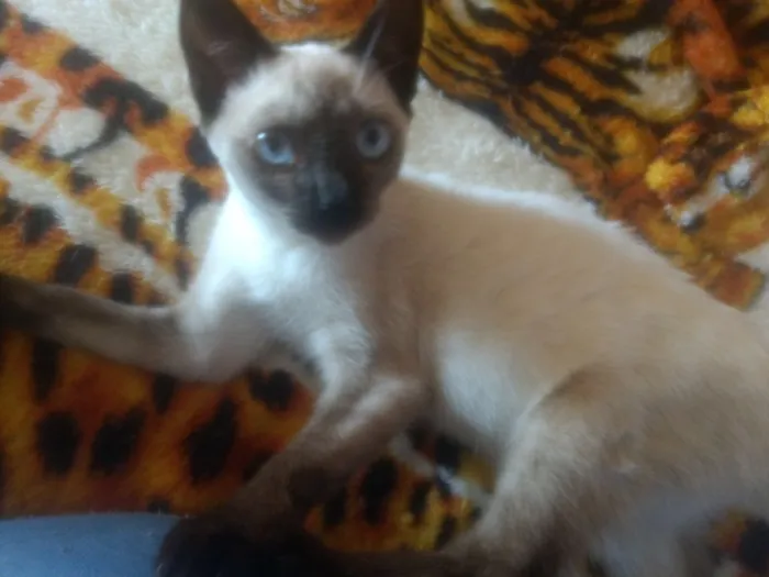 Gato ra a  idade Abaixo de 2 meses nome Amora