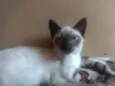 Amora