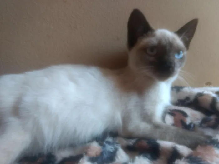 Gato ra a  idade Abaixo de 2 meses nome Amora